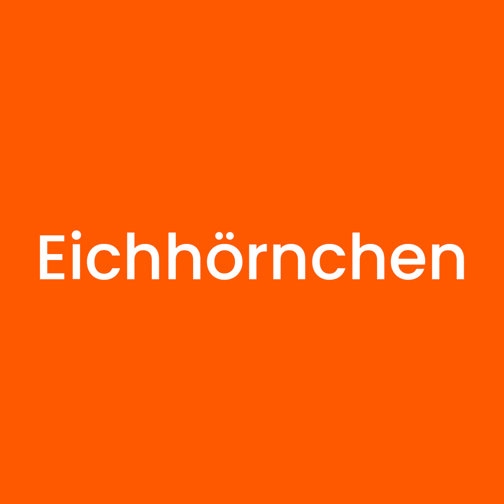 Eichhörnchen